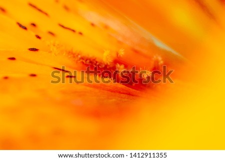 Similar – Image, Stock Photo honey yellow Wellness Life