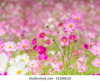 291 Cosmos Flower Presentation Images, Stock Photos & Vectors ...