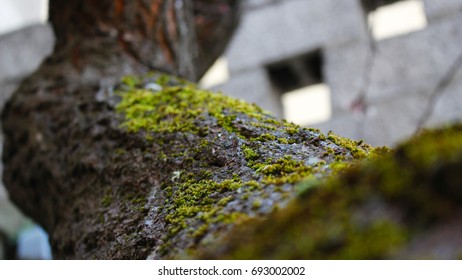 Abstract close-up of the moss on a tree