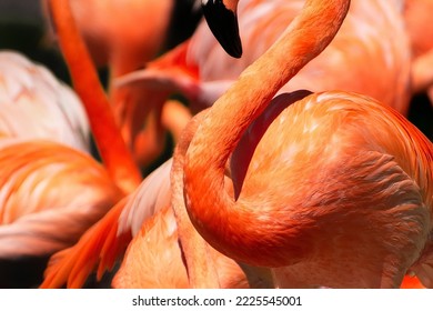 Abstract close-up of the resting red flamingo flock
 - Shutterstock ID 2225545001