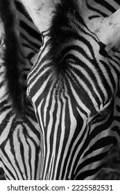 Abstract close-up of two zebras snuggled together
 - Shutterstock ID 2225582531