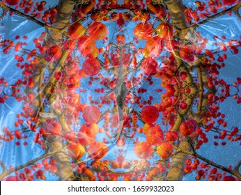 Abstract collage with different layer overlay modes of images  of  branches of wild Apple tree with fruits and images of polyethylene  with various small debris. White balance offset. Narrow focus.