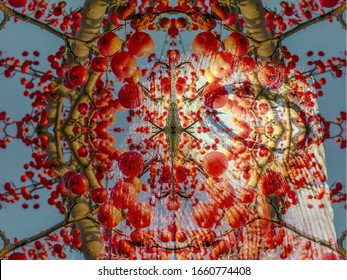 Abstract collage with different layer overlay modes of images of branches of wild Apple tree with fruits and images of Raw board made of natural wood with knot. White balance offset. Narrow focus.