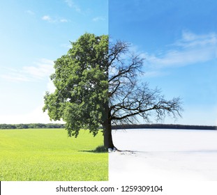 Abstract Collage With Mixed Different Sides Of Tree With Changing Seasons From Summer With Green Grass And To Winter With Cold White Snow