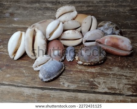  Abstract collection of cowrie shells on a wooden pedestal

