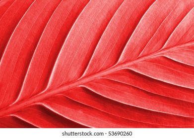 abstract colored leaf texture can be used as background