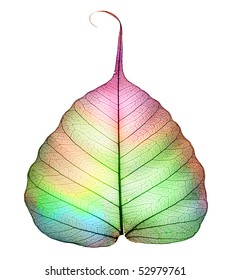 Abstract Colorful Leaf Isolated On White