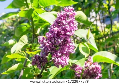 Abstract colorful nature spring background with closeup view of Common Lilac Charles Joly Syringa vulgaris in a garden in Netherlands.