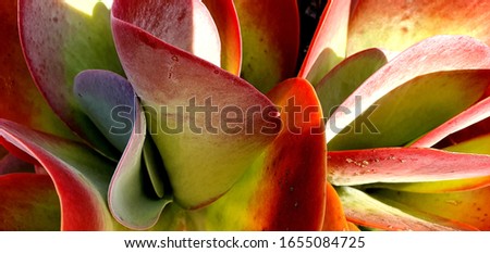 Abstract Colourful Background with Tropical Flowers. Nature, Environment. Gardening in South Australia. Surprise for Women's Day