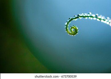 Abstract composition with  dew drops over pea plants - selective focus, copy space
