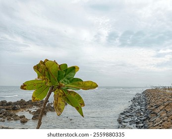 An abstract composition featuring a lone tree branch extending over a calm ocean. The diagonal lines created by the branch and the rocky shore add a dynamic element to the image. - Powered by Shutterstock