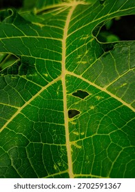 Abstract composition of a large leaf texture broken by two distinct holes and patches of irregular yellow discoloration. Focuses on the broken symmetry and texture disruption.