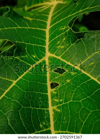 Abstract composition of a large leaf texture broken by two distinct holes and patches of irregular yellow discoloration. Focuses on the broken symmetry and texture disruption.