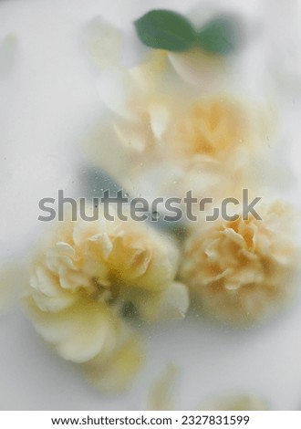 Abstract composition with light yellow roses in soft textured blurred filter on light background. Original floral background