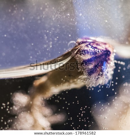 Similar – Image, Stock Photo poppy seed capsule Plant