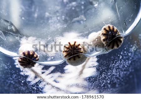 Similar – Image, Stock Photo poppy seed capsule Plant