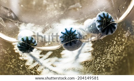 Similar – Image, Stock Photo poppy seed capsule Plant