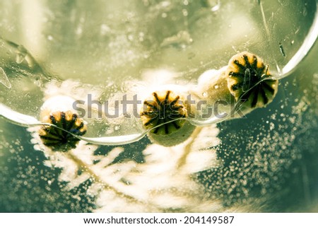 Similar – Image, Stock Photo poppy seed capsule Plant