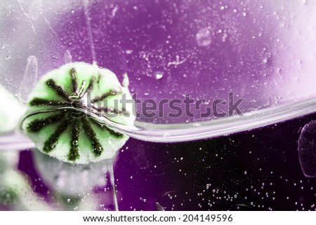 Similar – Image, Stock Photo poppy seed capsule Plant