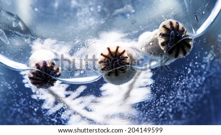 Image, Stock Photo poppy seed capsule Plant