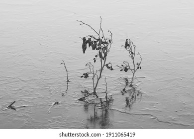 Abstract Composition Of A Single Wooden Stick On Surface Of A Lake Covered With Ice