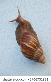 Abstract composition of a snail and its shiny slime trail on a dark, grungy wall, ideal for moody and artistic backgrounds