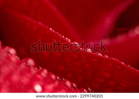 abstract concept illustrated by beautiful red rose petals with waterdroplets as morning dew