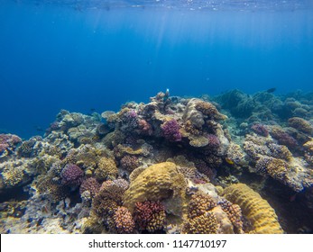 Abstract coral reef of Makadi Bay - Shutterstock ID 1147710197