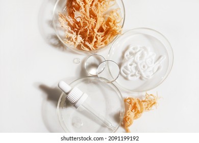 Abstract cosmetic laboratory. Nature cosmetics with sea moss. Chemical laboratory research.