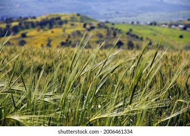 Abstract Crops Of Wild Wheat On The Galilee Hillside