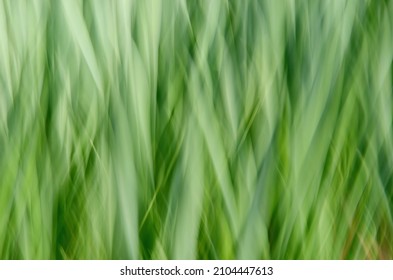 Abstract daffodil greens created using ICM (intentional camera movement)