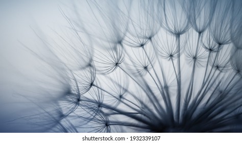 Abstract Dandelion Background In Blue