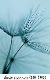 Abstract dandelion flower background, extreme closeup. Big dandelion on natural background. Art photography  - Shutterstock ID 158439983