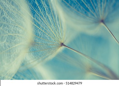 Abstract dandelion flower background, extreme closeup. Big dandelion on natural background. Art photography  - Shutterstock ID 514829479