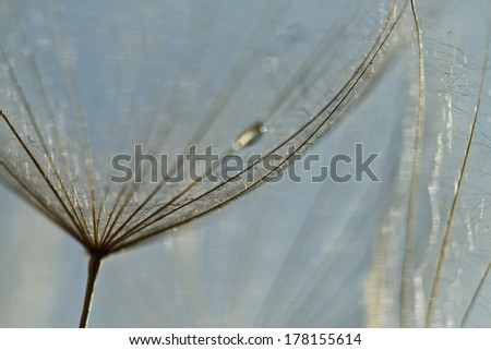 Similar – Foto Bild Herbstmohn Natur Pflanze