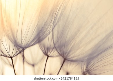Abstract dandelion flower background. Seed macro closeup. Soft f