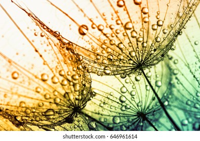 Abstract dandelion flower background. Seed macro closeup. Soft focus . Spring nature - Powered by Shutterstock