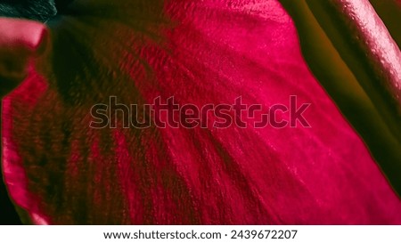 Abstract dark pinkish rose petal background. Smooth surface. Selective focus.
