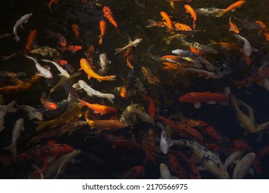 Abstract of dark water with multitude of moving koi carp fish - Shutterstock ID 2170566975