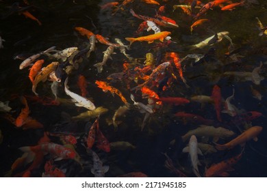 Abstract of dark water with multitude of moving koi carp fish - Shutterstock ID 2171945185