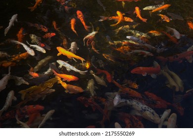 Abstract of dark water with multitude of moving koi carp fish - Shutterstock ID 2175550269