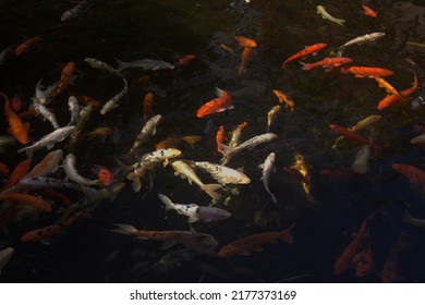 Abstract of dark water with multitude of moving koi carp fish - Shutterstock ID 2177373169