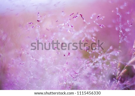 Similar – Image, Stock Photo cherry blossom festival