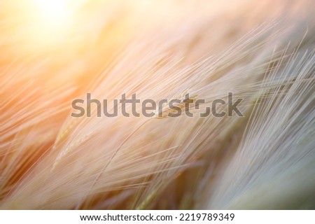 Abstract defocused green wheat field in countryside. Field of wheat blowing in the wind at sunset. Young and green spikelets. Ears of barley crop in nature. Agronomy and food production
