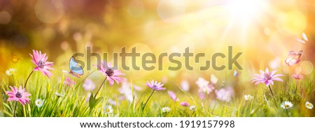 Abstract Defocused Spring - Purple Daisies And Butterfly On Grass In Sunny Field