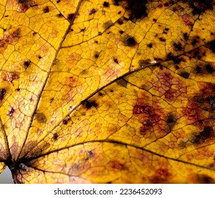 Abstract design Sweet Gum Leaf Close up - Powered by Shutterstock