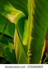 Abstract of a developing green leaf, focusing on the curved, glossy surface and the reflection of light and shadow within the folds. Creates a smooth, luminous texture.