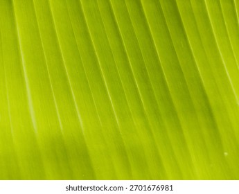 Abstract diagonal pattern created by the linear structure of a banana leaf. The varying shades of green provide a dynamic, natural gradient and modern graphic texture.