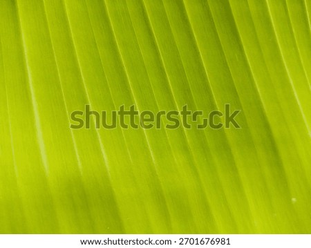Abstract diagonal pattern created by the linear structure of a banana leaf. The varying shades of green provide a dynamic, natural gradient and modern graphic texture.