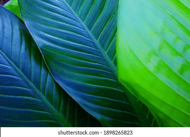 abstract Dieffenbachia leaf texture, nature background, tropical leaf